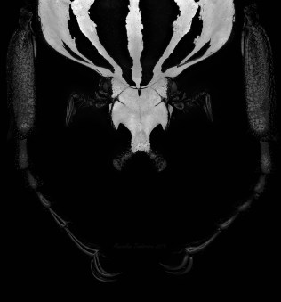 Goliathus orientalis.jpg