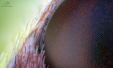 Gonepteryx rhamni eye.jpg