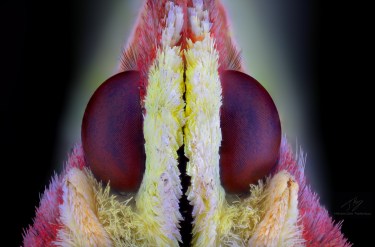 Gonepteryx rhamni.jpg