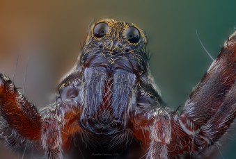 HappySpider.jpg
