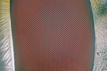 Hoverfly eye 10x.jpg