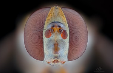 Hoverfly head.jpg