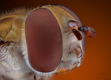 Hoverfly head2.jpg