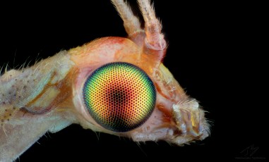 Lacewing eye 1.jpg