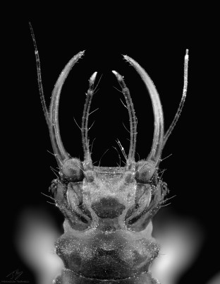lacewing larvae 2.jpg