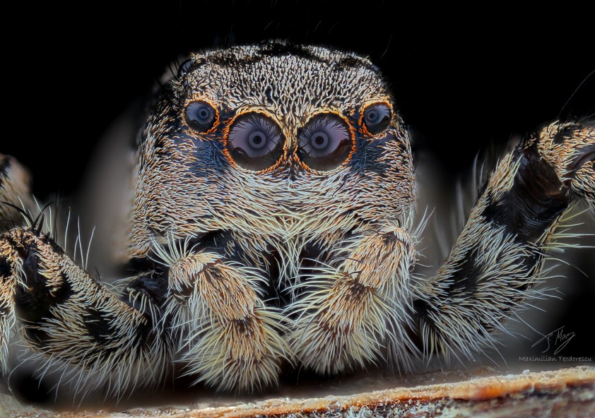 LargeFemSalticidae.jpg