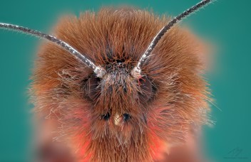 Phragmatobia fuliginosa head.jpg