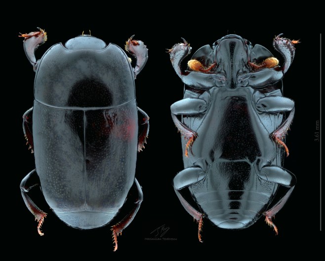 Platylomalus complanatus.jpg