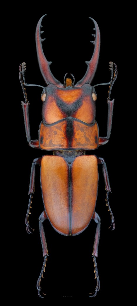 Prosopocoilus suturalis.jpg