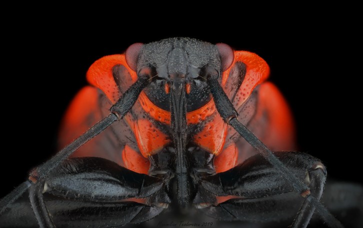 Pyrrhocoris apterus2.jpg