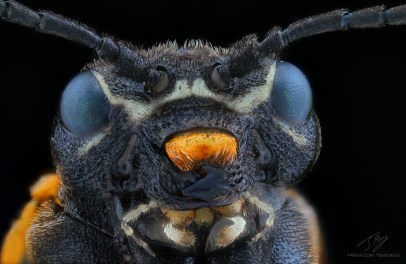 Sciapteryx soror.jpg