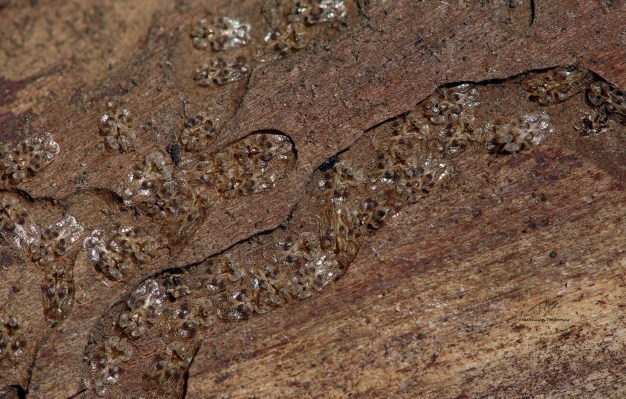 Corythucha arcuataComanaFebr182019.jpg