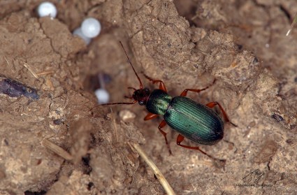 Carabidae.jpg