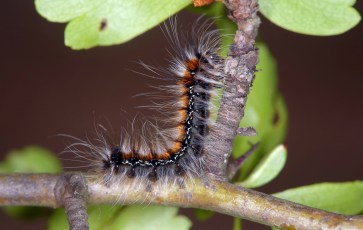 Eryogaster catax 1.jpg