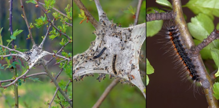 Eryogaster catax 2.jpg