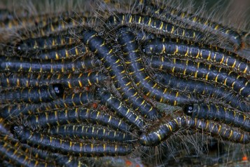 Eryogaster lanestris.JPG