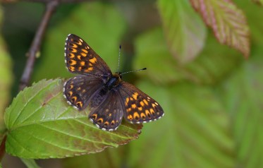 Hamearis lucina 1.jpg