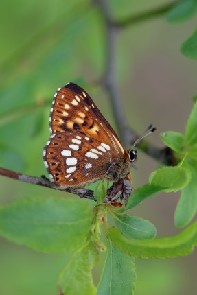 Hamearis lucina 2.jpg