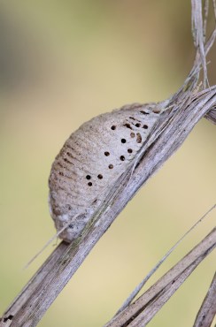 Mantis religiosa ponta.jpg