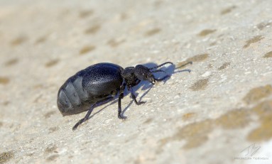 Meloe proscarabaeus 2.jpg