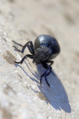 Meloe proscarabaeus 3.jpg