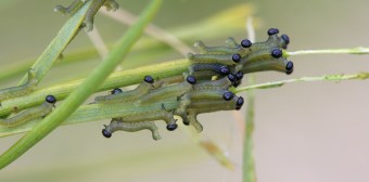 sawfly larvae.jpg