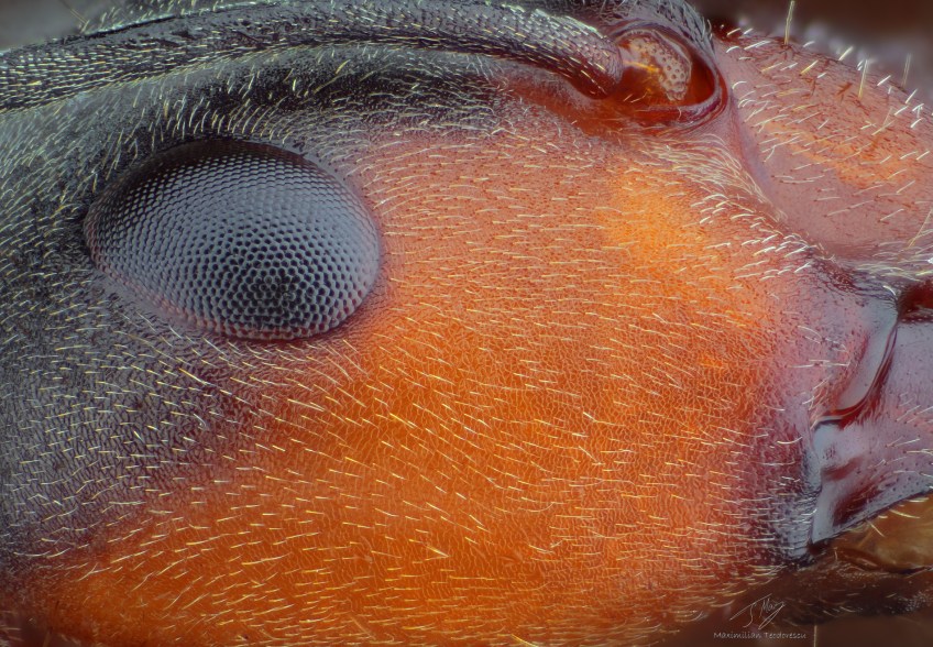 Ant detail.jpg