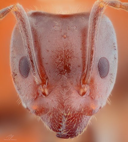Ant head.jpg