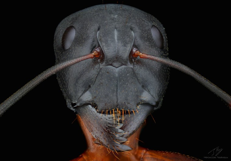AntShot.jpg