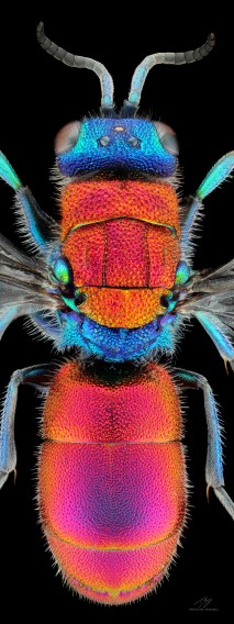 chrisididae21.jpg