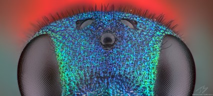 Chrysididae1.jpg