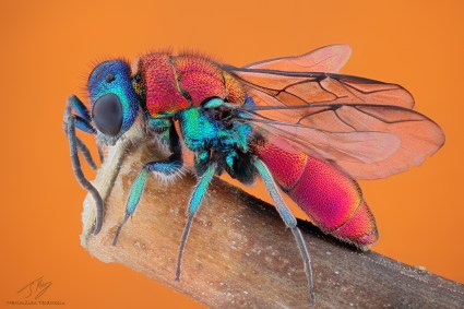 Chrysididae2.jpg