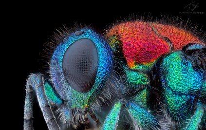 Chrysididae3.jpg