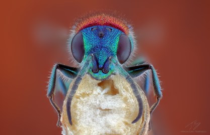 Chrysididae4.jpg