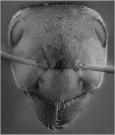 Formica p 1bw.jpg