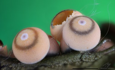Harpyia milhauseri.jpg