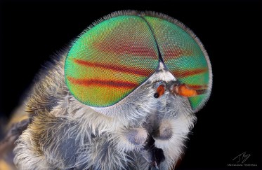 horse fly.jpg