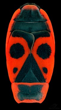 Human face.jpg