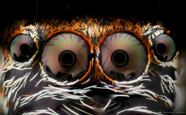 Jumping eye.jpg