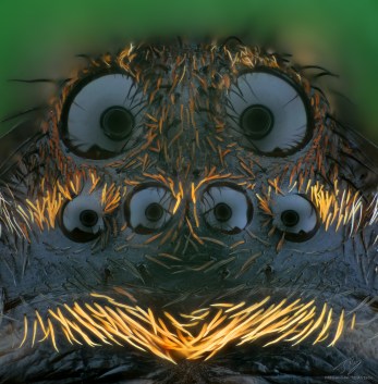 Lycosa.jpg