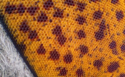 Many pixels.jpg