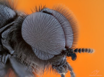 mayfly.jpg