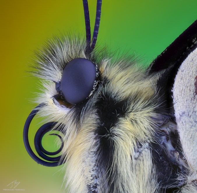 Papilio machaon.jpg