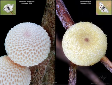 Parnassius eggs.jpg