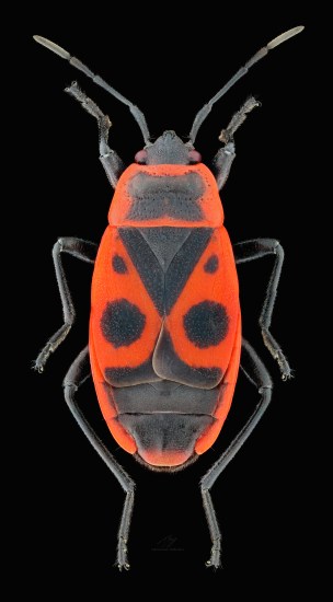 Pyrrhocoris apterus.jpg