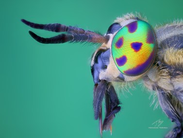 Rainbow eyes b.jpg