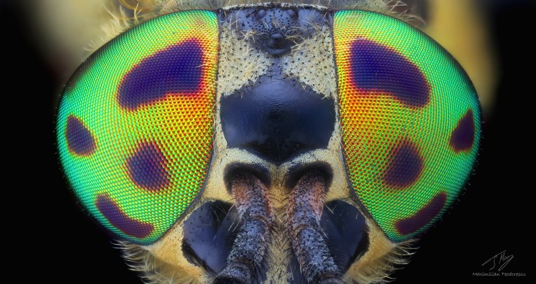 Rainbow eyes.jpg