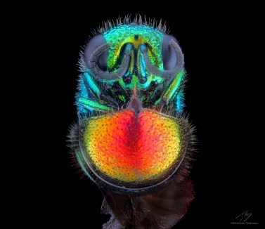 Rainbow wasp b.jpg