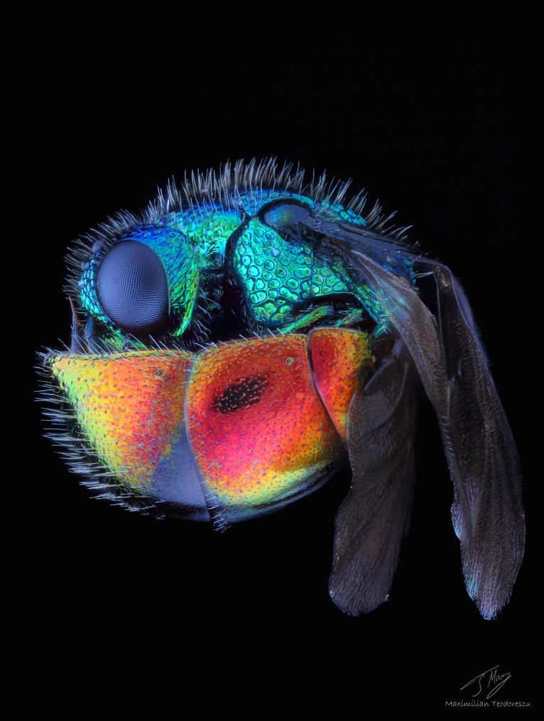 Rainbow wasp.jpg
