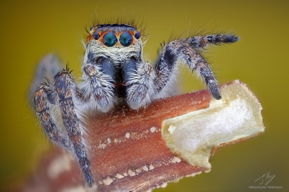 Salticidae1.jpg
